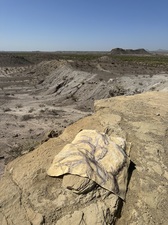 COLLEEN O'BRIEN BIG BEND 
