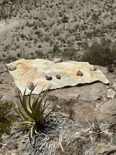 COLLEEN O'BRIEN BIG BEND 