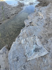 COLLEEN O'BRIEN BIG BEND 