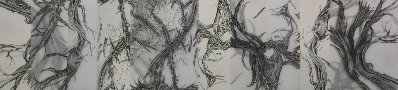 Cristina de Gennaro Sage Drawings Charcoal on mylar.