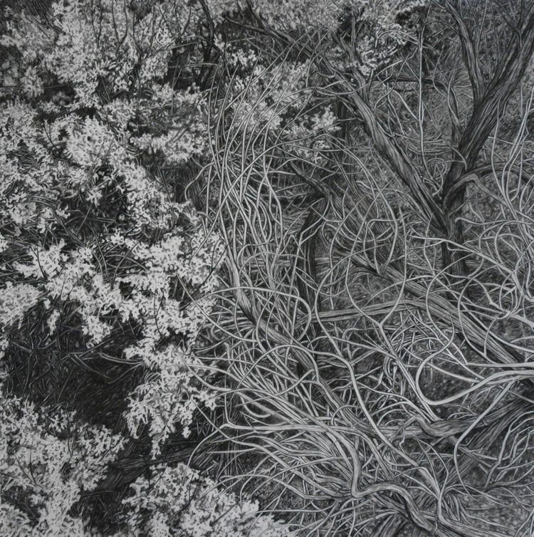 Cristina de Gennaro Sage Drawings Charcoal on mylar.