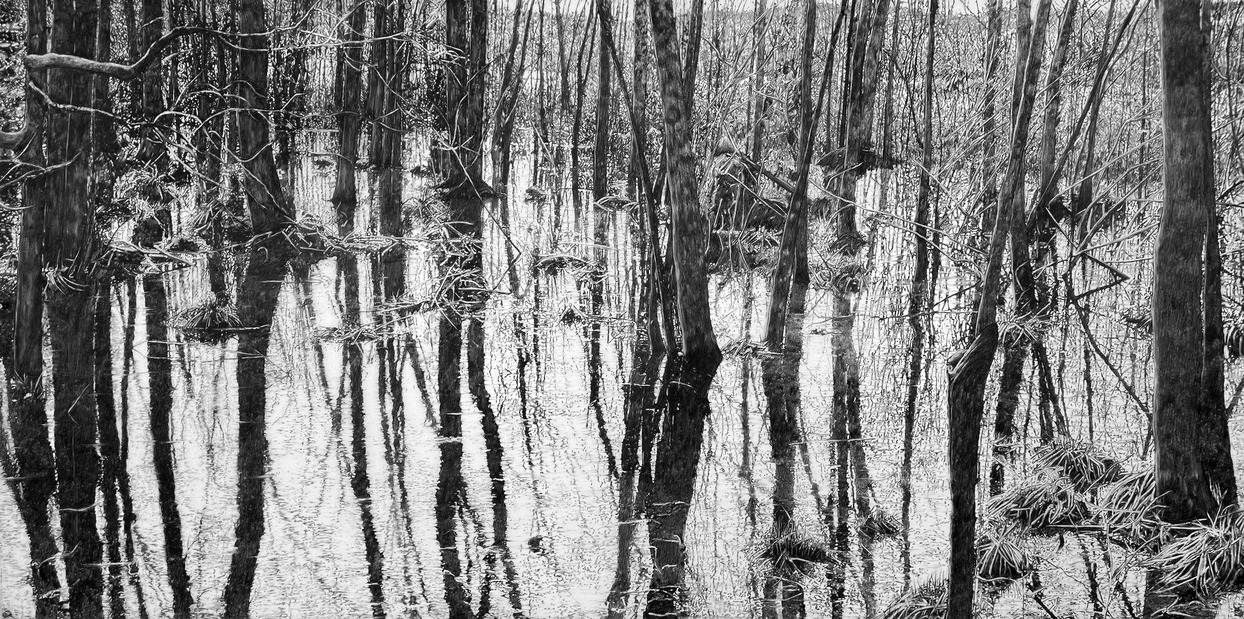 Cristina de Gennaro Turf Drawings Charcoal on mylar.