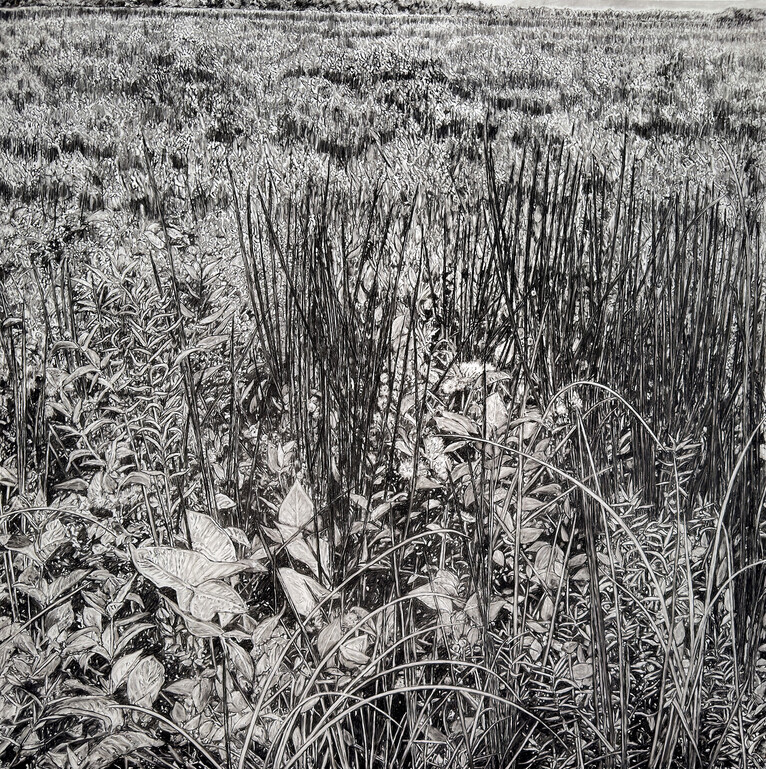 Cristina de Gennaro Turf Drawings Charcoal on mylar.