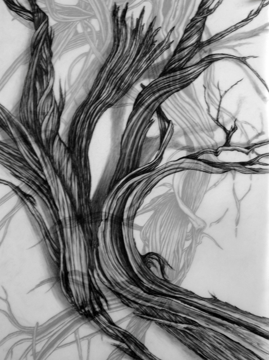 Cristina de Gennaro Sage Drawings Charcoal and graphite on mylar.