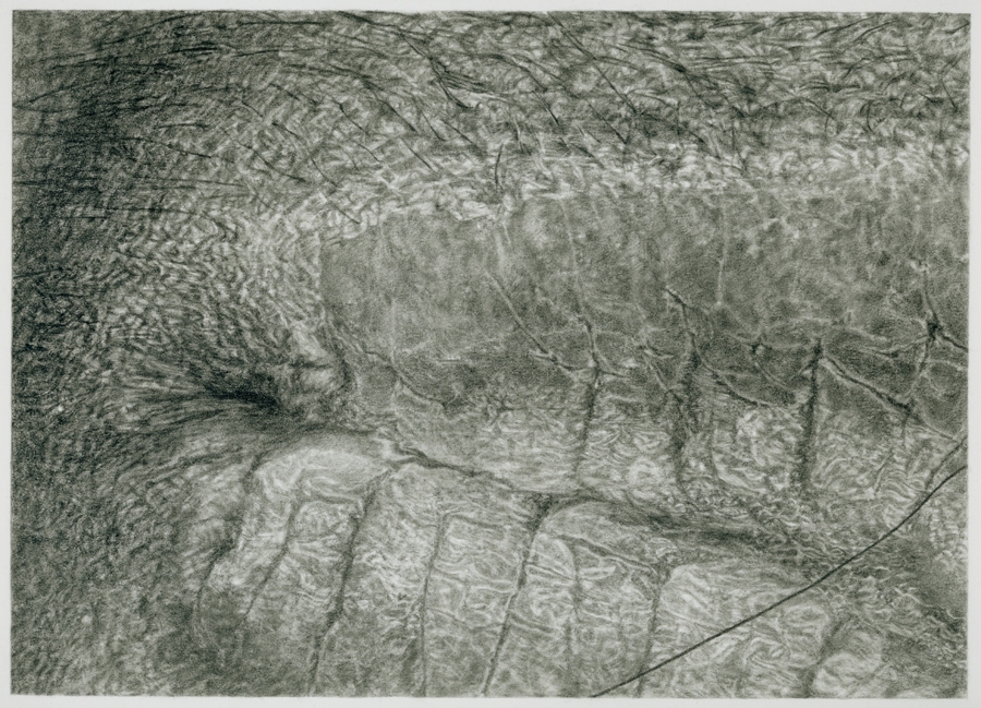 Cynthia Lin Small Drawings of Skin (2004-2006) graphite on paper