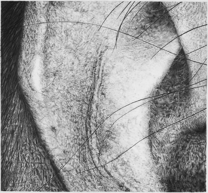 Cynthia Lin Small Drawings of Skin (2004-2006) graphite on frosted mylar
