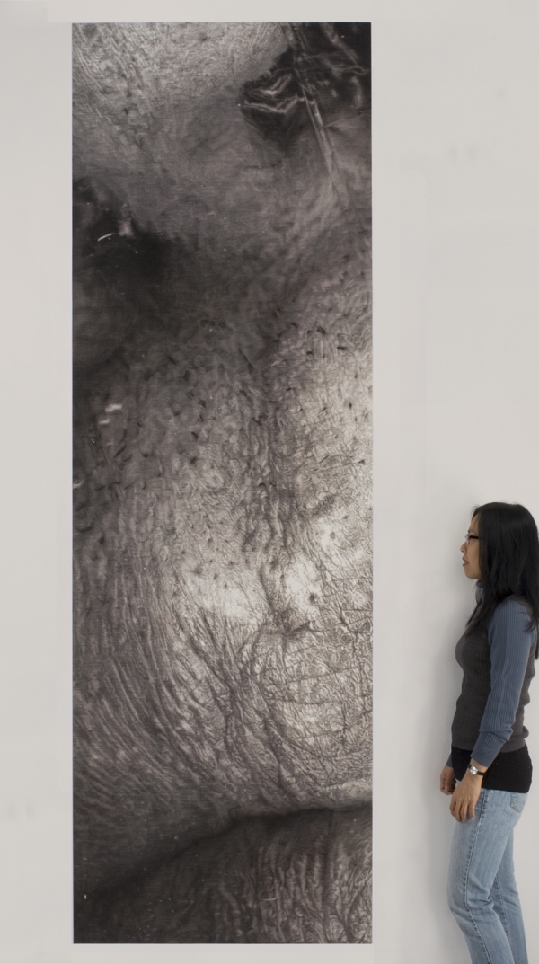 Cynthia Lin Monumental Drawings of Skin (2006-2018) Graphite and charcoal on paper