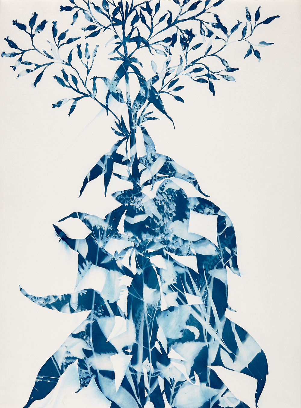 Cynthia MacCollum Botanica cyanotype