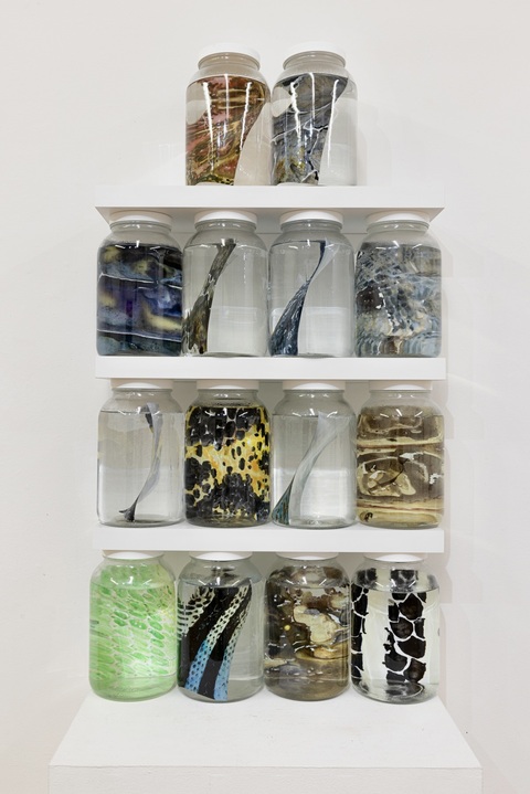 Cynthia MacCollum Endangered Species of CT: Reptiles Acrylic ink on Translucent yupo paper, each 8.25” x 5.75”  stored in fluid-filled 1 gallon specimen jars