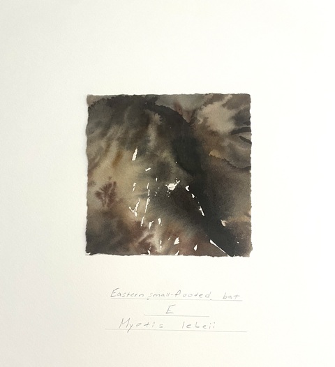 Cynthia MacCollum Endangered Species of Connecticut: Mammals  Watercolor, stabilo & graphite