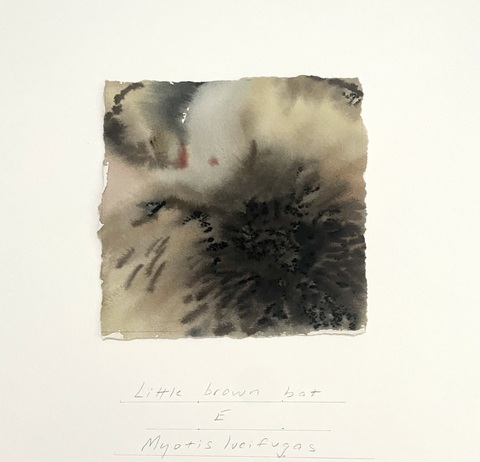 Cynthia MacCollum Endangered Species of Connecticut: Mammals  Watercolor, stabilo & graphite