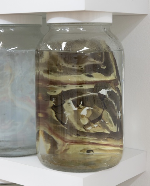 Cynthia MacCollum Endangered Species of CT: Reptiles Acrylic ink on Translucent yupo paper, each 8.25” x 5.75”  stored in fluid-filled 1 gallon specimen jars