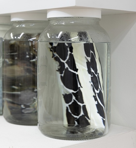 Cynthia MacCollum Endangered Species of CT: Reptiles Acrylic ink on Translucent yupo paper, each 8.25” x 5.75”  stored in fluid-filled 1 gallon specimen jars