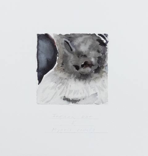 Cynthia MacCollum Endangered Species of Connecticut: Mammals  Watercolor, stabilo & graphite