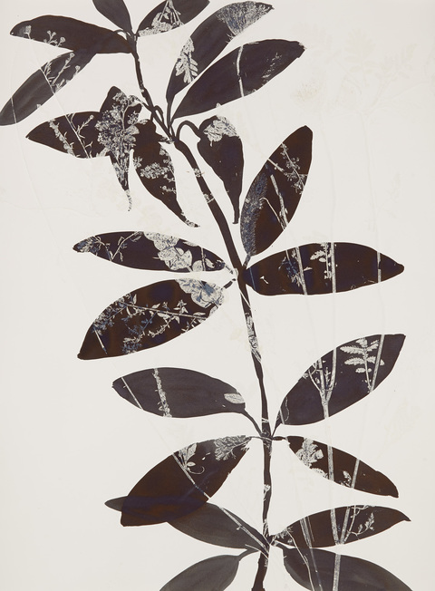 Cynthia MacCollum Botanica Monotype