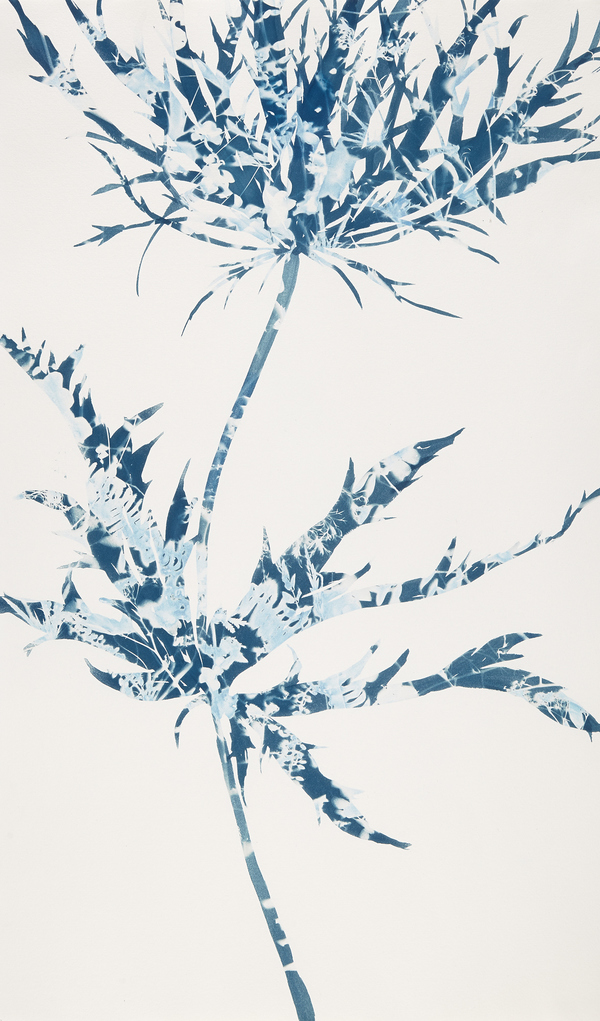 Cynthia MacCollum Botanica Cyanotype
