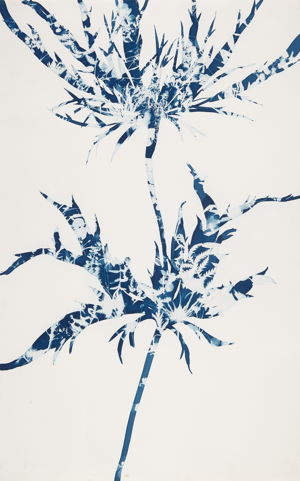 Cynthia MacCollum Botanica Cyanotype