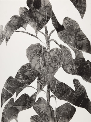Cynthia MacCollum Botanica monotype