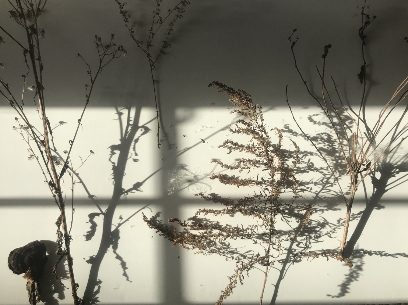 Cynthia MacCollum Hunter Moon 