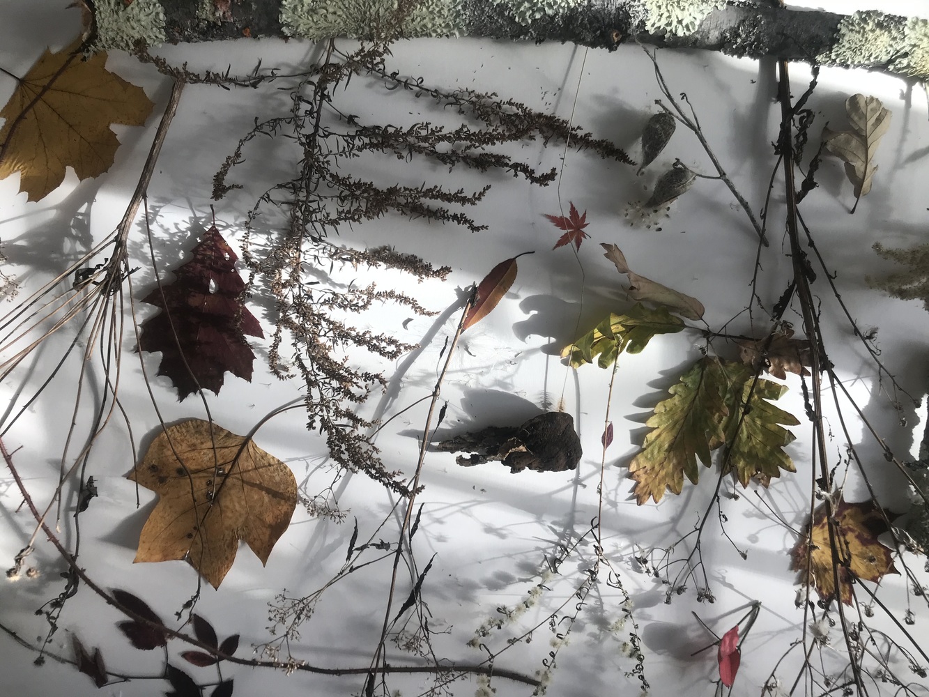 Cynthia MacCollum Hunter Moon 