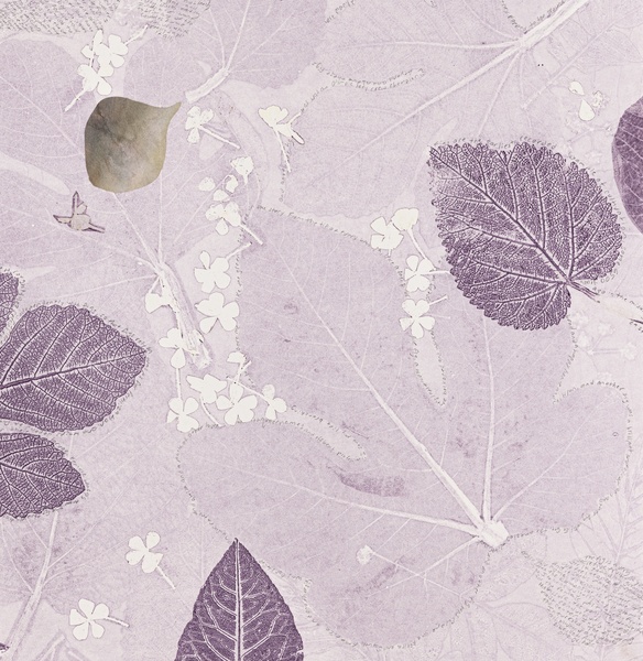 Cynthia MacCollum Micrography 