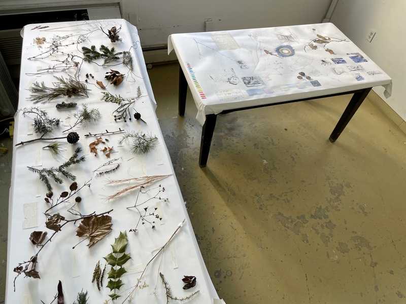 Cynthia MacCollum Subnivea 