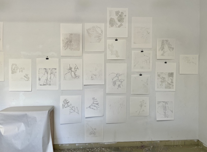 Cynthia MacCollum Subnivea 