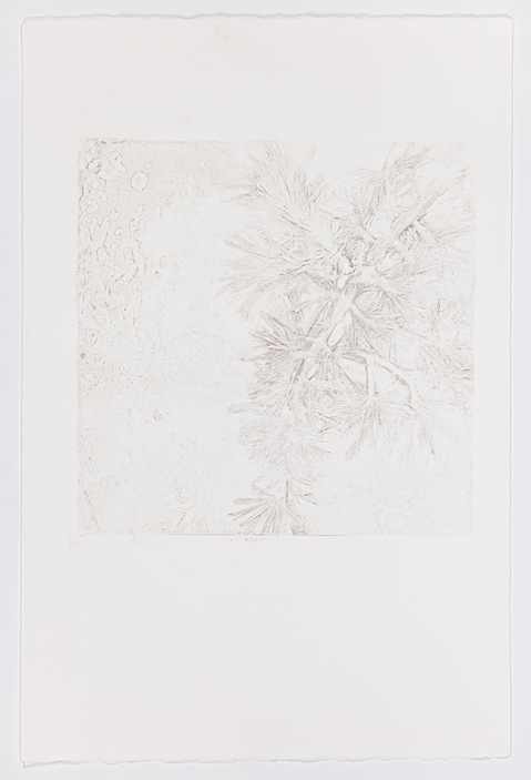 Cynthia MacCollum Subnivea 