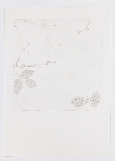 Cynthia MacCollum Subnivea 