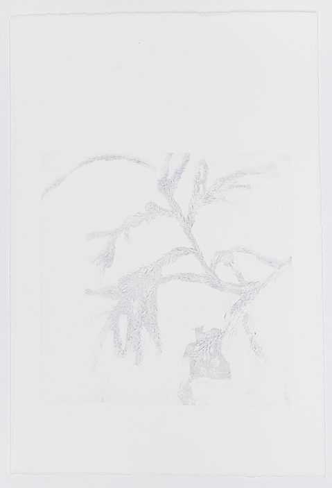 Cynthia MacCollum Subnivea 