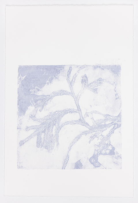 Cynthia MacCollum Subnivea 