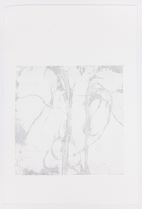 Cynthia MacCollum Subnivea 