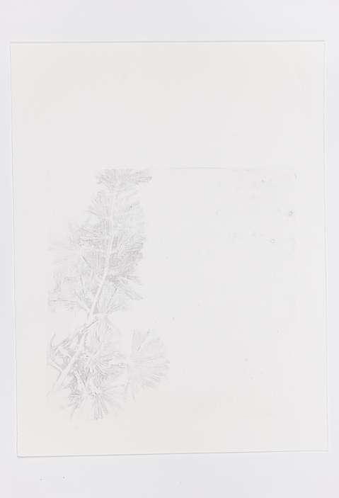 Cynthia MacCollum Subnivea 