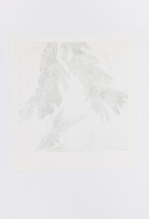 Cynthia MacCollum Subnivea 