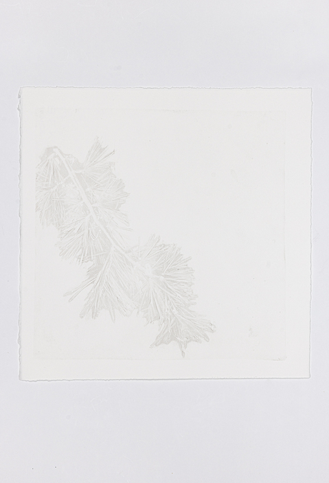 Cynthia MacCollum Subnivea 