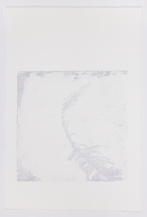 Cynthia MacCollum Subnivea 