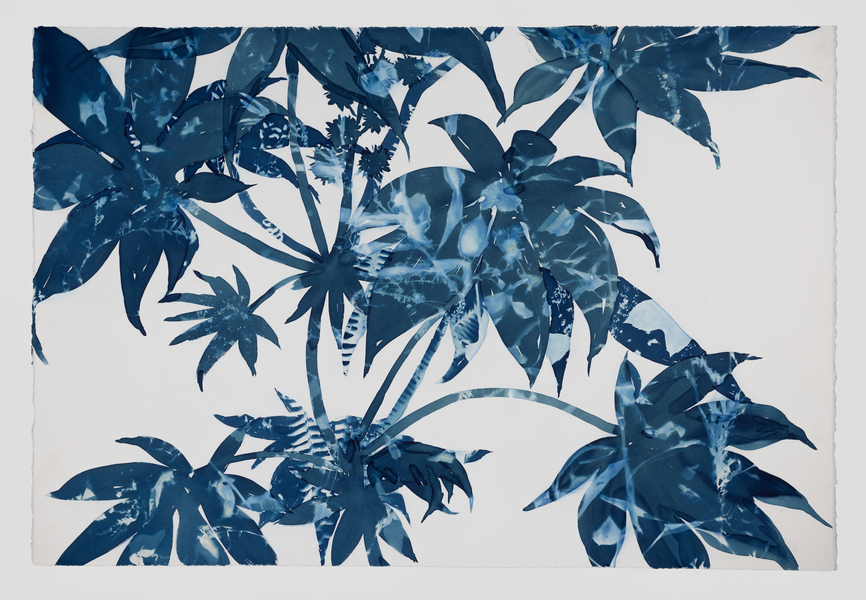 Cynthia MacCollum Botanica 