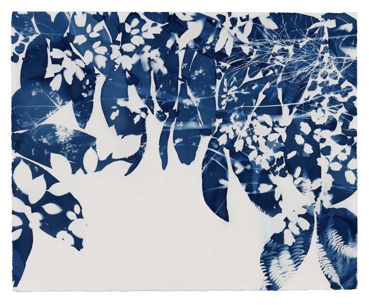 Cynthia MacCollum Botanica 