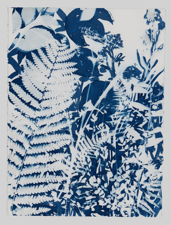 Cynthia MacCollum Habitat 