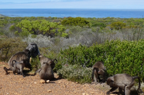 Picnic at Cape Point (The Feasting VI)