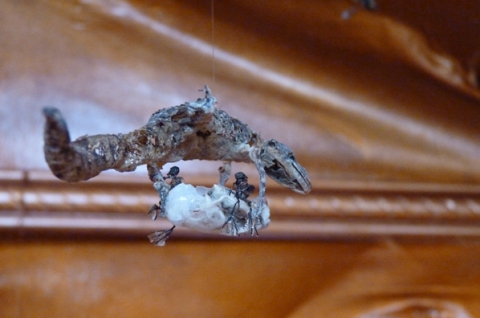 Detail of Tessa Farmer's skull with insects and recovered objects