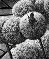 DANIELE IMPERIALE New Children's Book Illustrations Digital Pencil