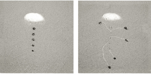 Daniel Ranalli  Snail Drawings Series Snail Drawing: Photographic Diptych, archival pigment print