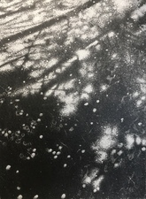 Dan Keegan Forest Path Shadow Series  Graphite on Paper 