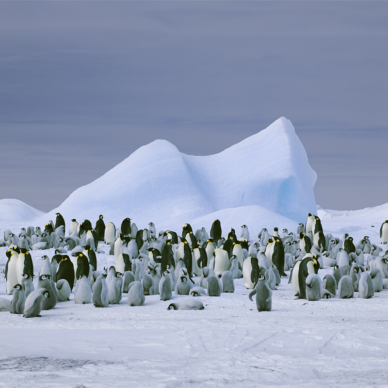 Emperor Penguins,  Snow Hill Island, Antarctica, 2008