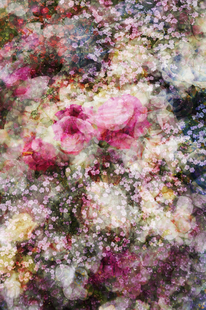 DAVID BURDENY : Photographs : Bloom