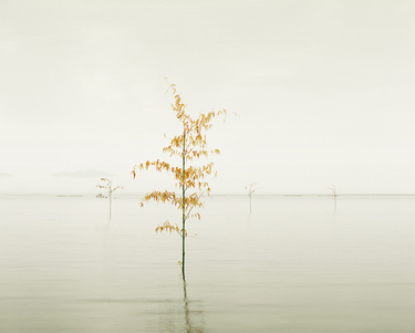 Orange Leaves, Ariake Sea, Japan, 2010