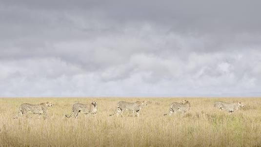 Cheeta Coalition, Maasai Mara, Kenya