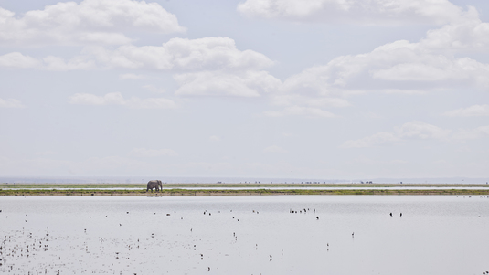 Elephant on the Horizon, Amboseli, Kenya
