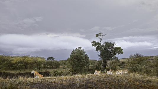Lioness and Four Cubs (Rivers Edge) Maasai Mara, Kenya 2019